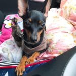 犬にハーブパックをする効果とデメリット 自宅でできるのかなどを解説 わんこブログ